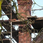 DSCN7701-768x1024